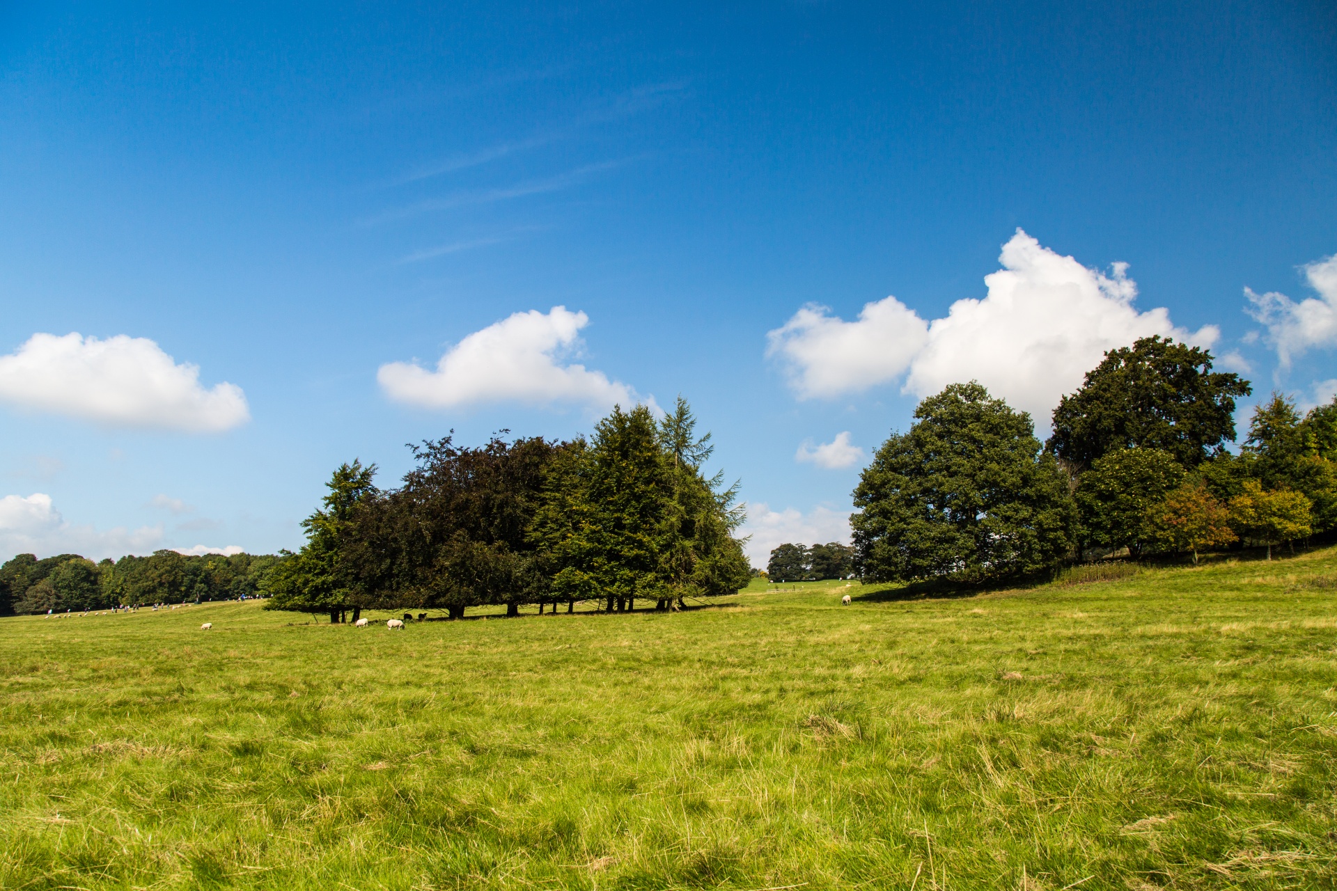 landscape nature tree free photo