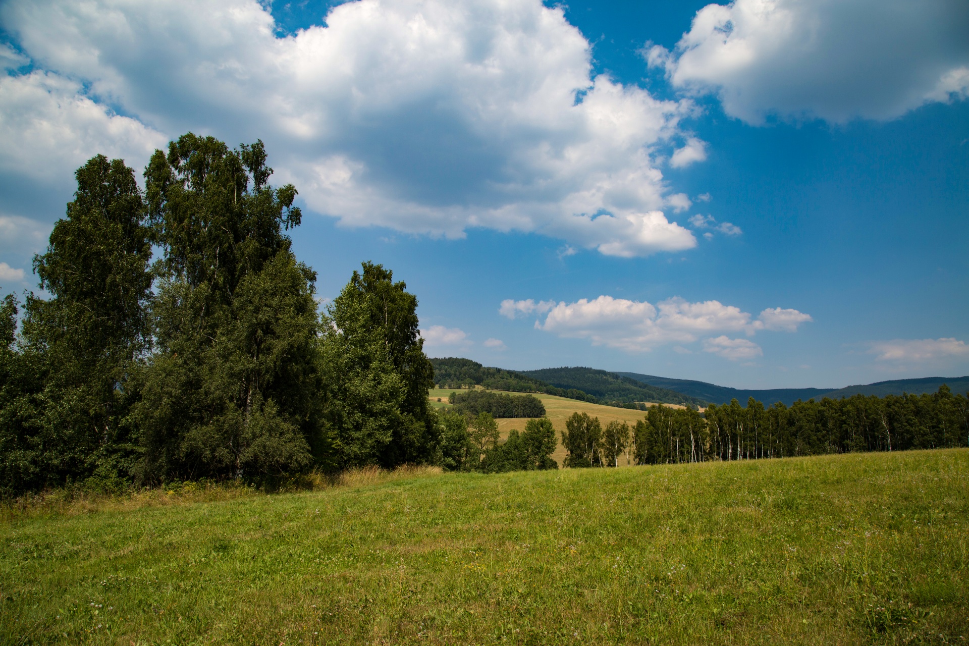 landscape nature tree free photo