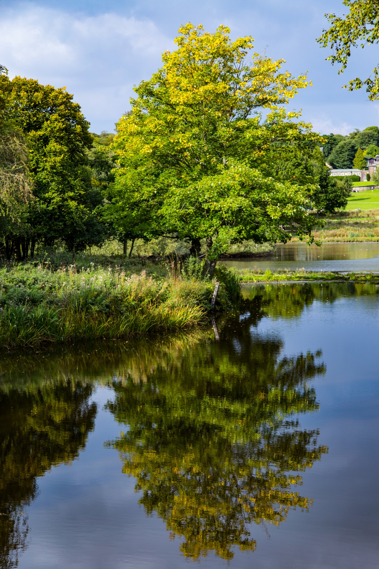 landscape nature tree free photo