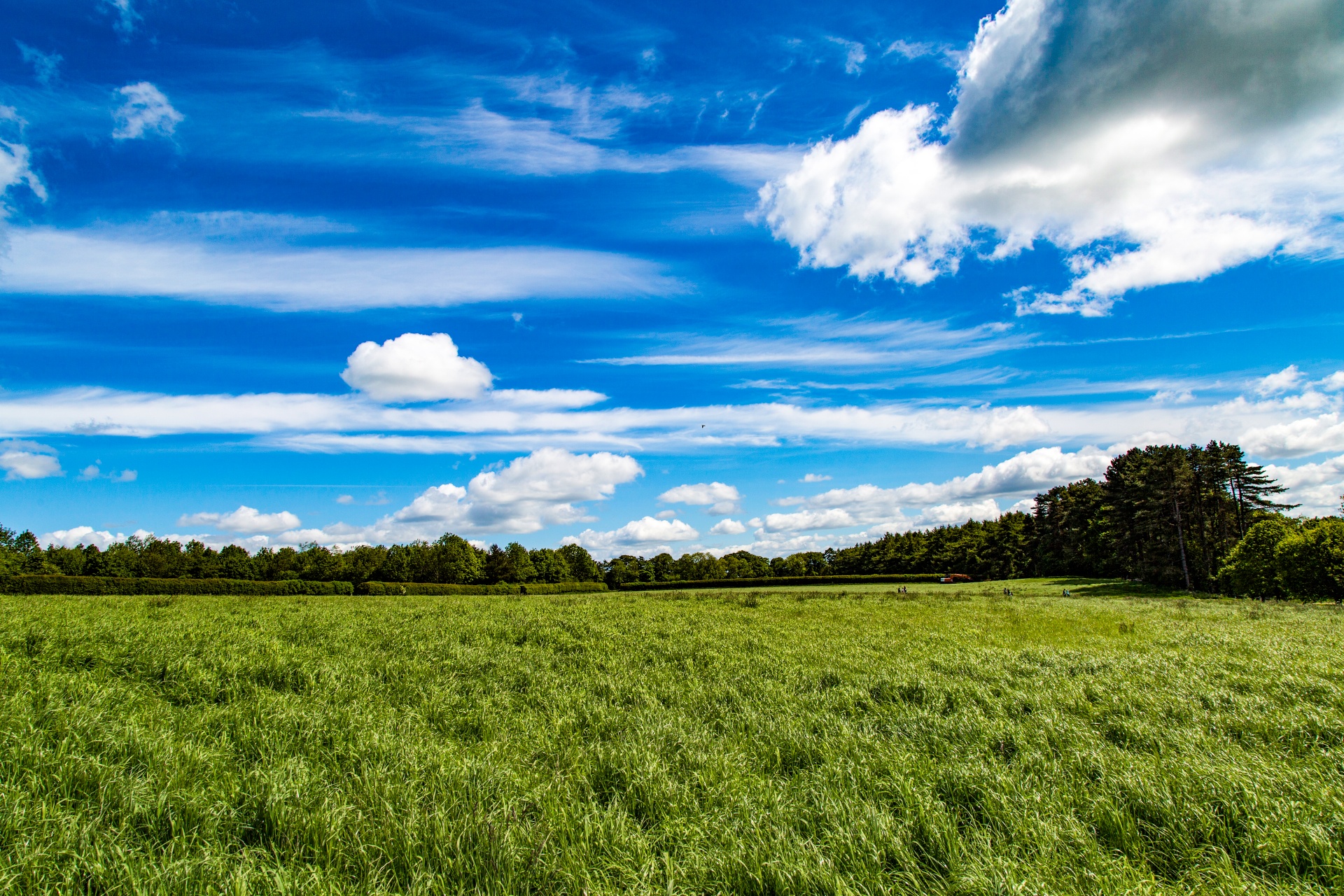 landscape nature tree free photo