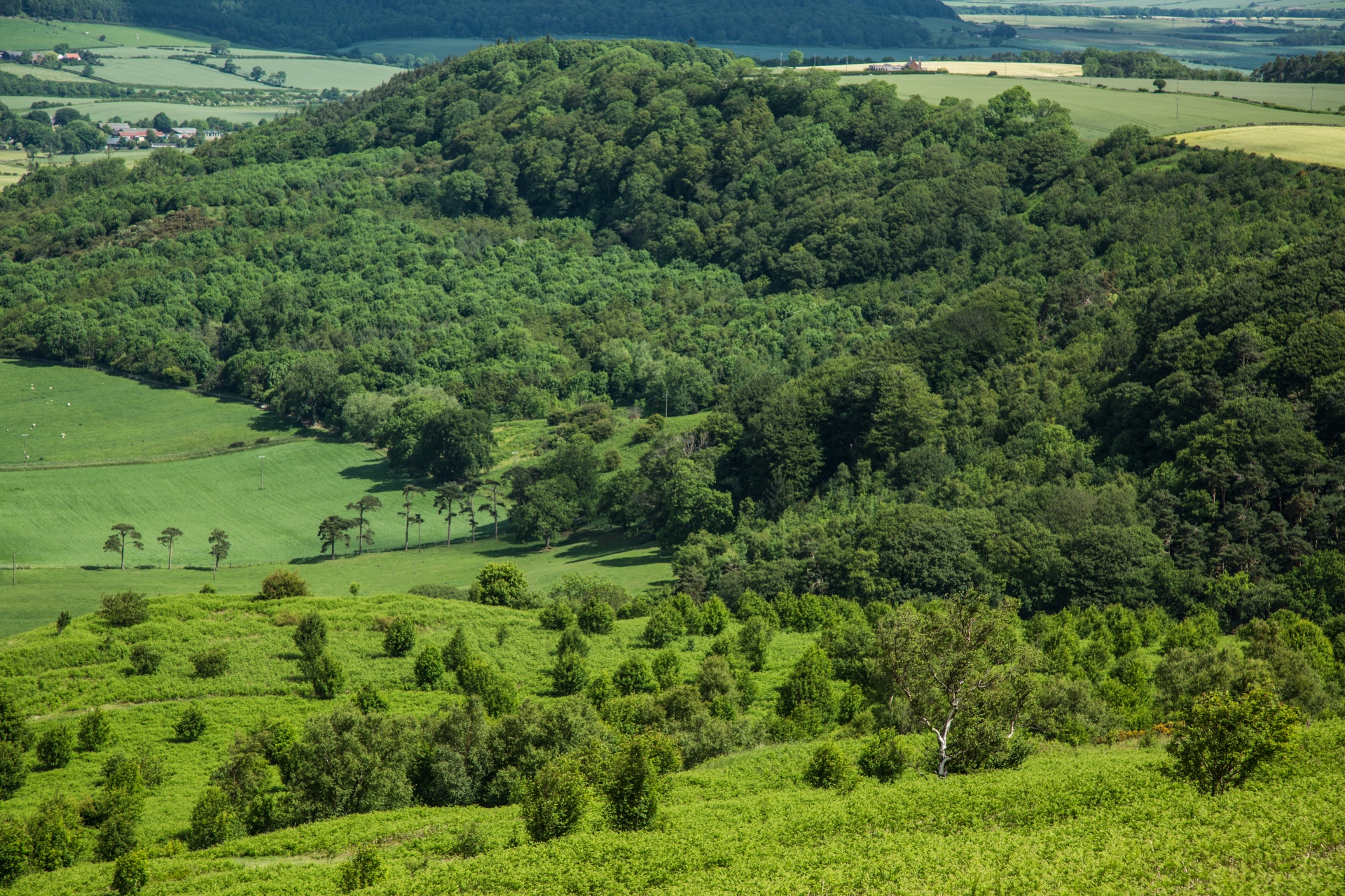 landscape nature tree free photo