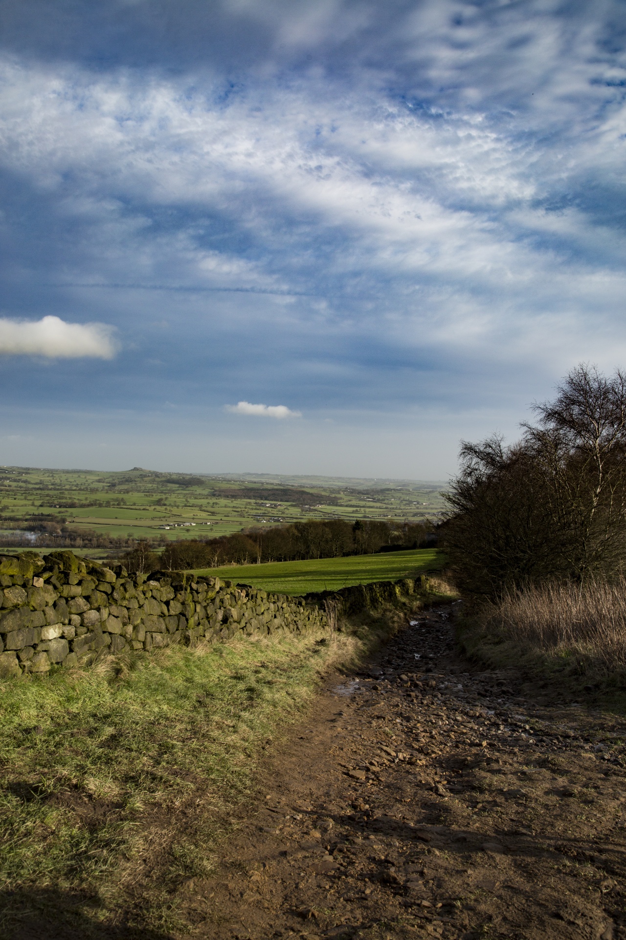 landscape nature tree free photo