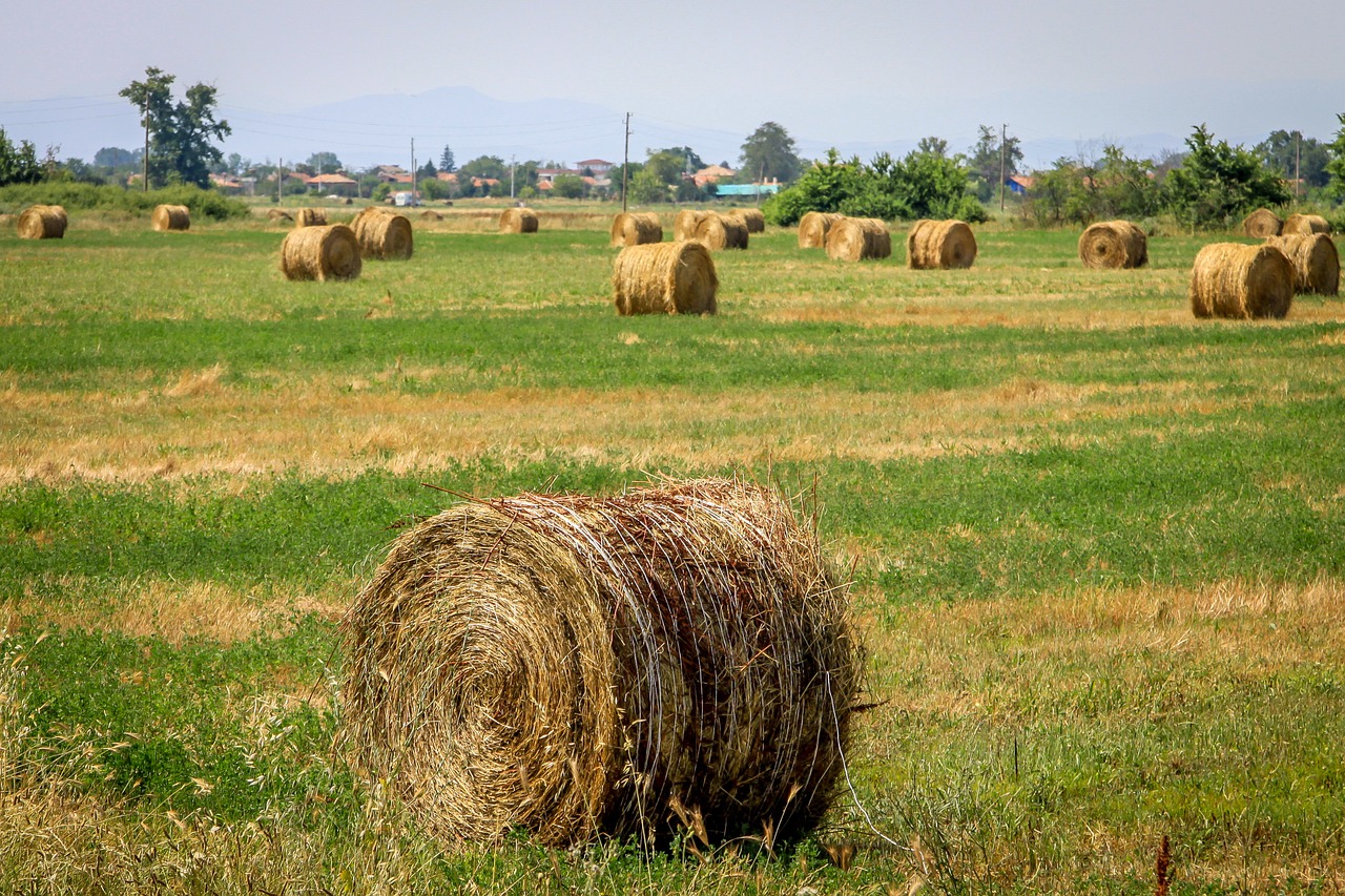 landscape nature summer free photo