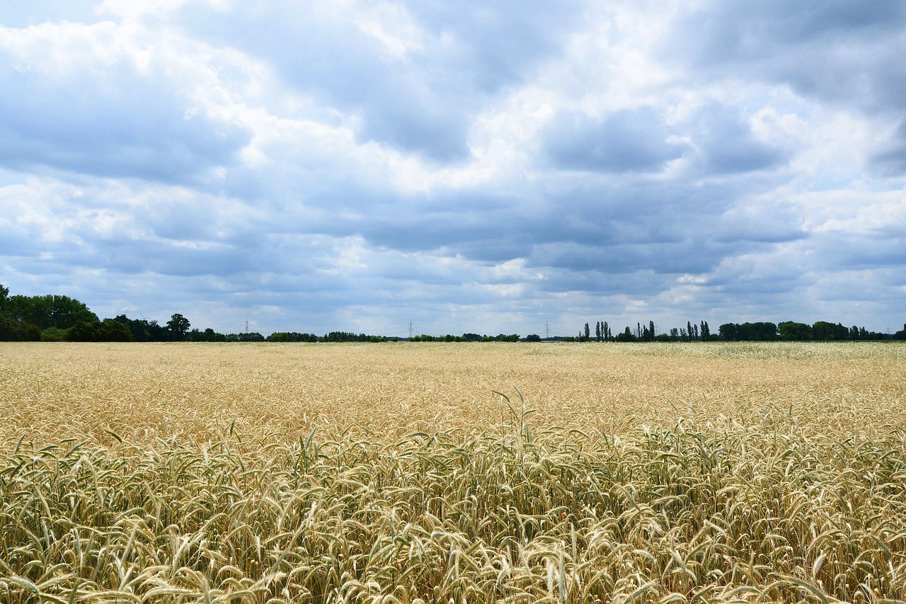 landscape blue sky cornfield free photo