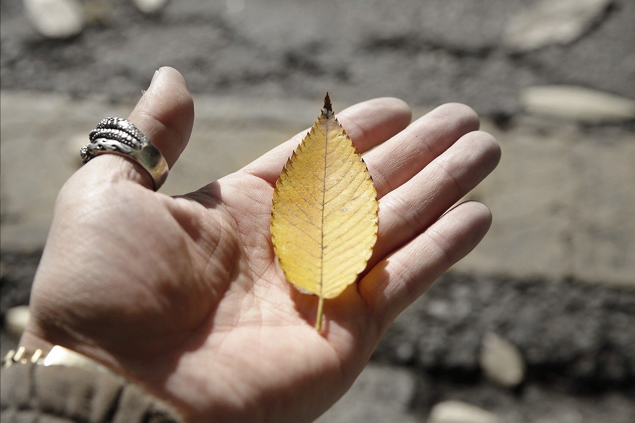 republic of korea seoul leaves free photo