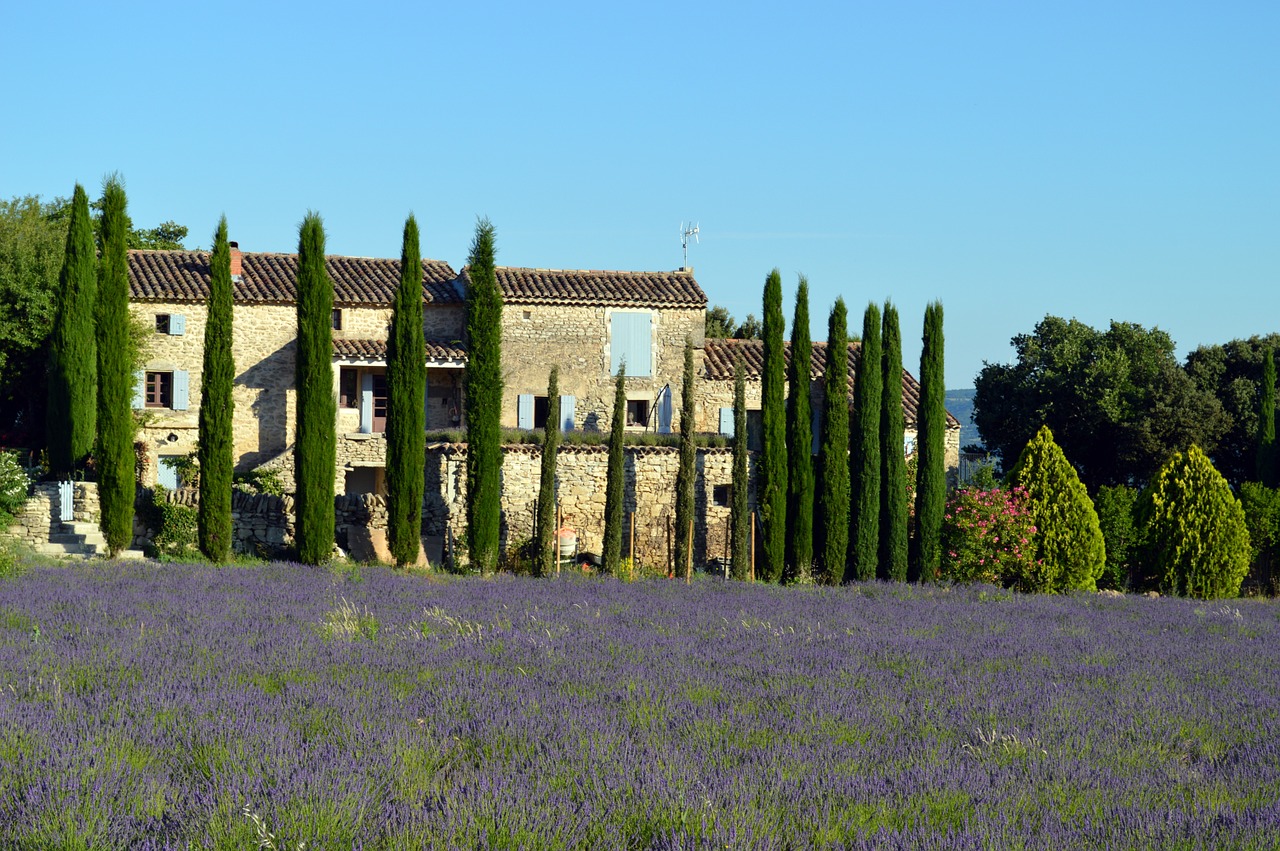 landscape provence lavender free photo