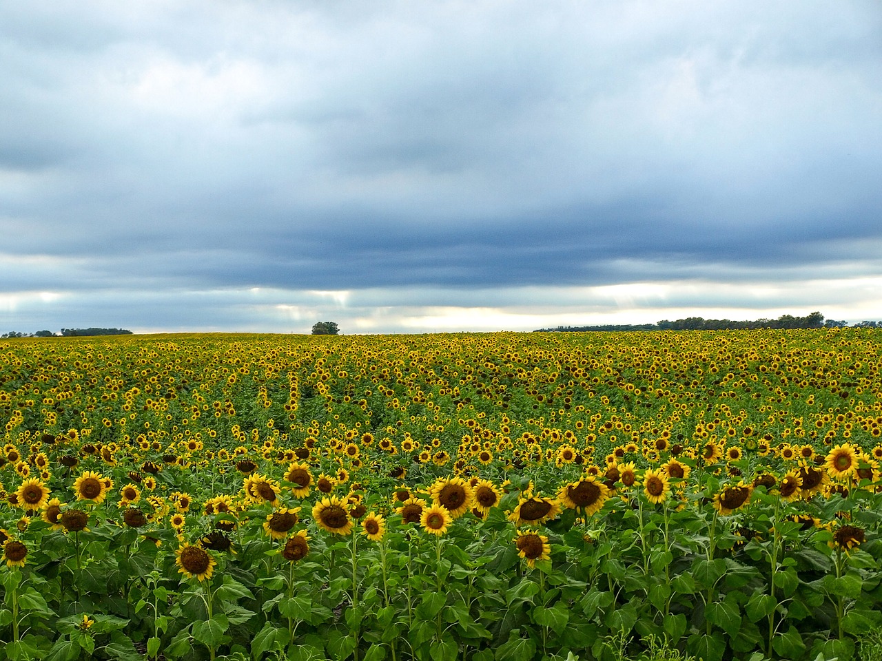 landscape field sunflower free photo