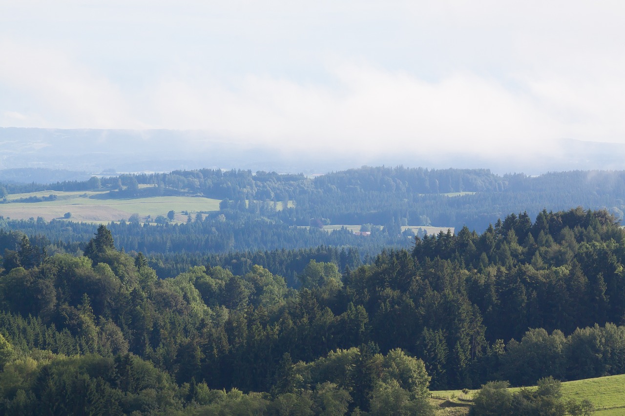 landscape forest fog free photo