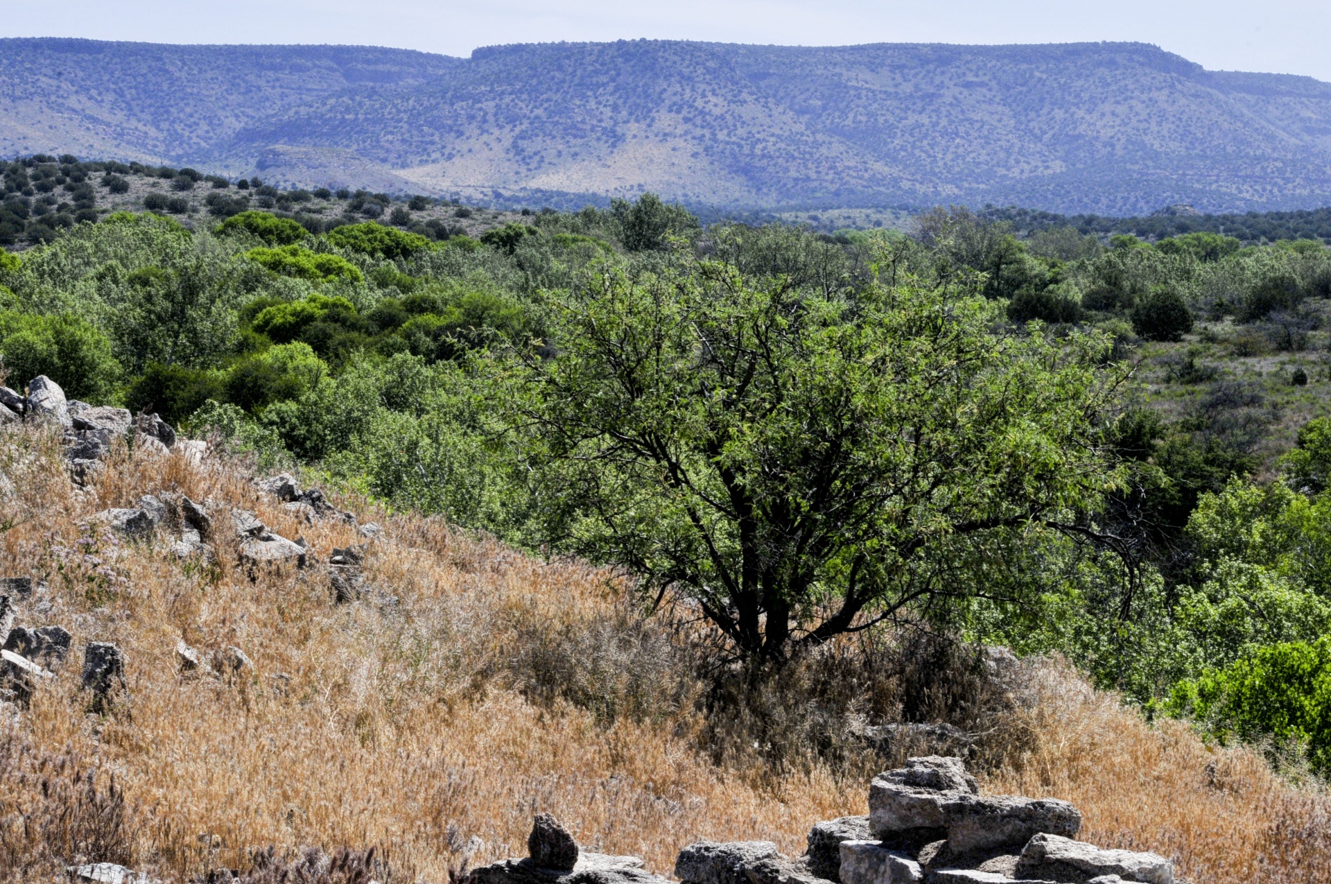 landscape tree trees free photo