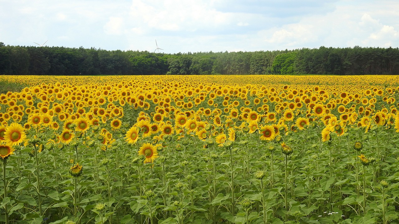 landscape sunflower blossom free photo