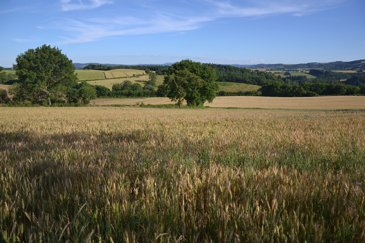 landscape wheat cornfield free photo
