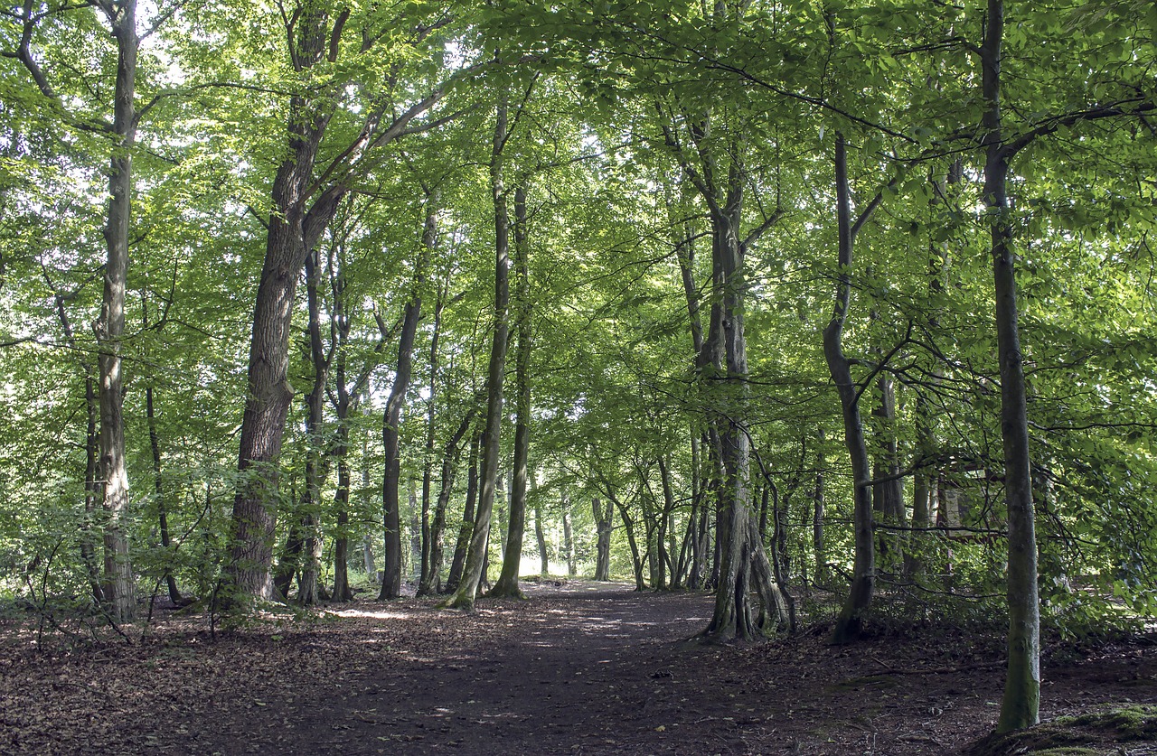 landscape forest autumn forest free photo