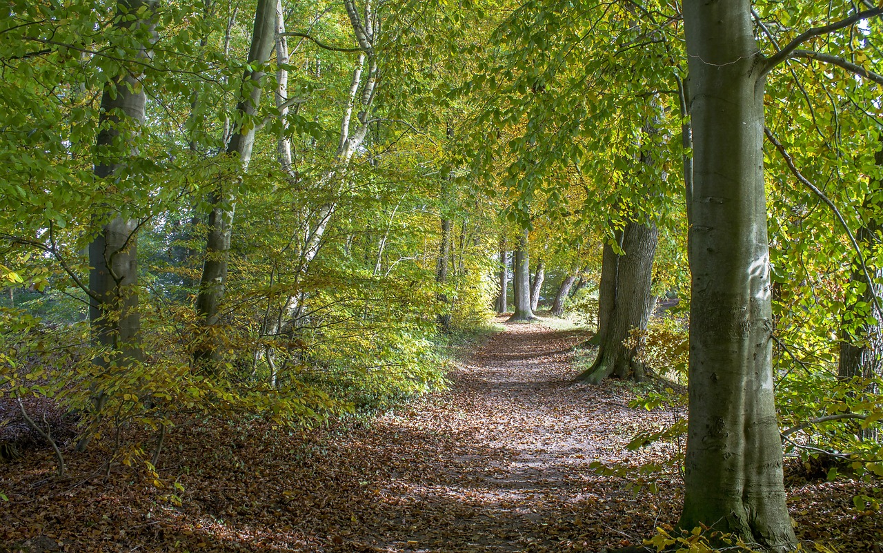 landscape away road free photo