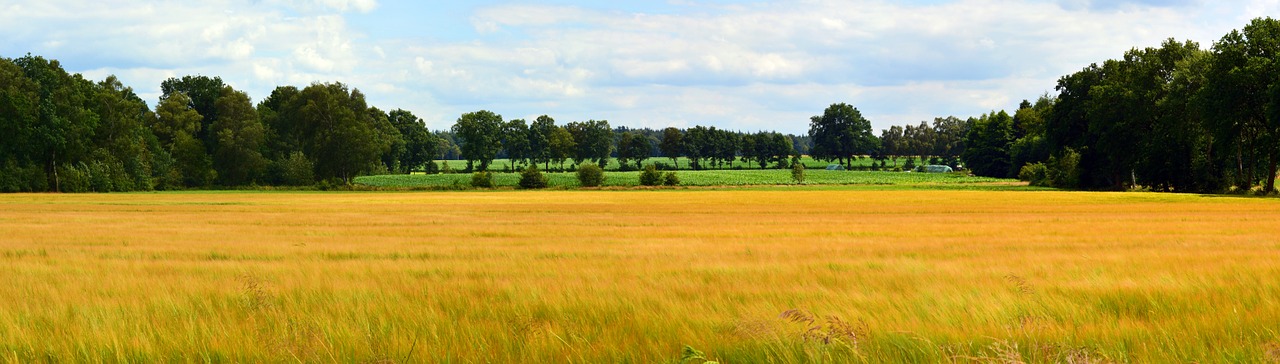 landscape panorama cereals free photo