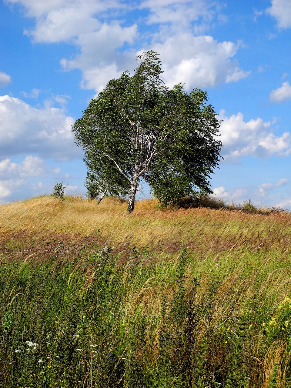 landscape tree wind free photo