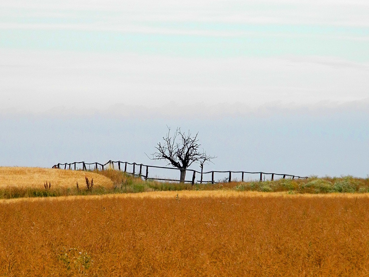 landscape pen tree free photo