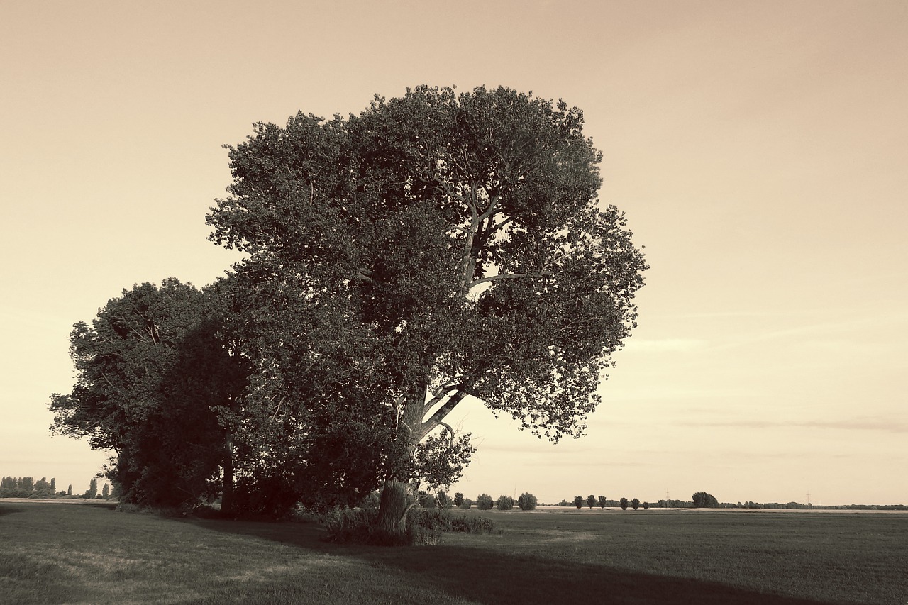 landscape trees black and white sepia free photo