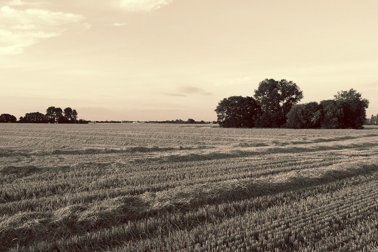 landscape stubble trees free photo