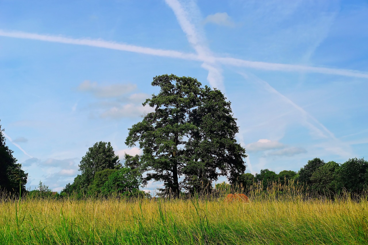 landscape meadow trees free photo