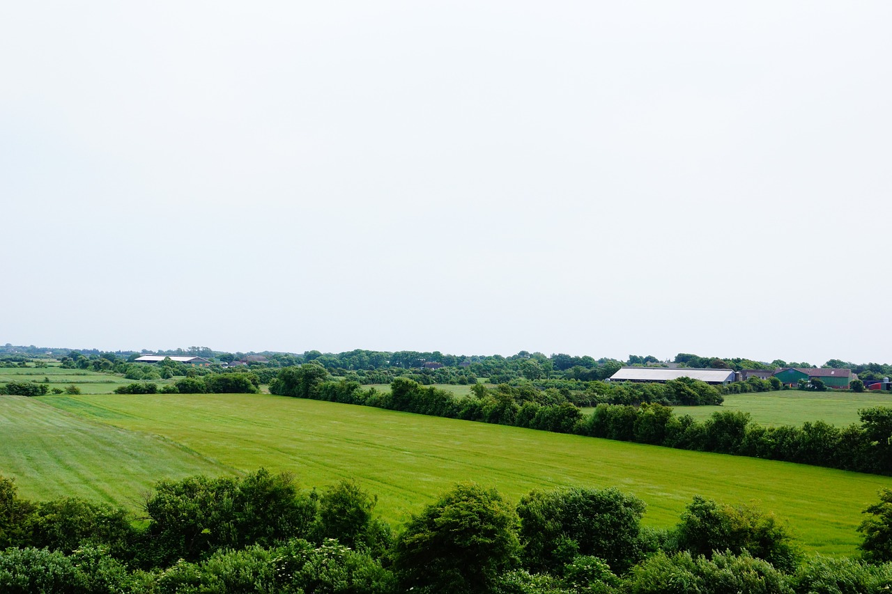 landscape meadow tree free photo