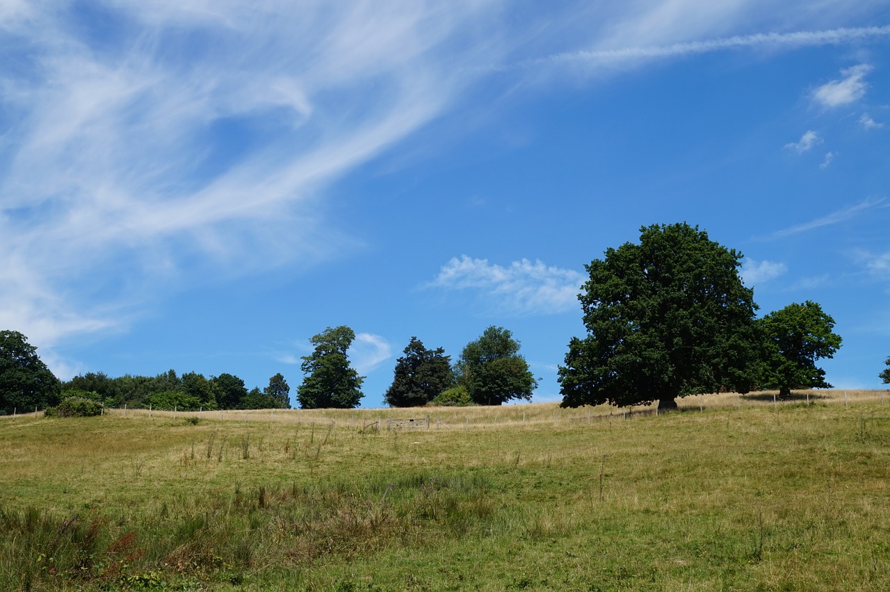 landscape meadow tree free photo