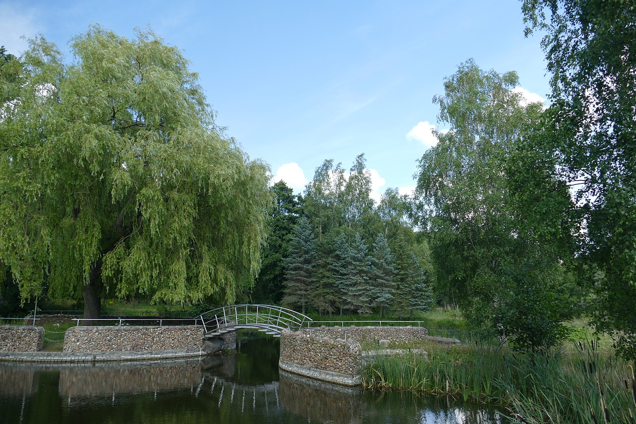 landscape pond forests free photo