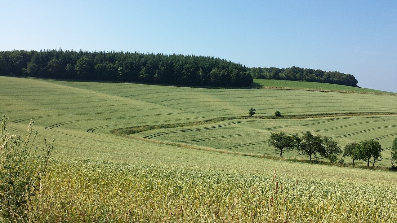 landscape fields wavy free photo