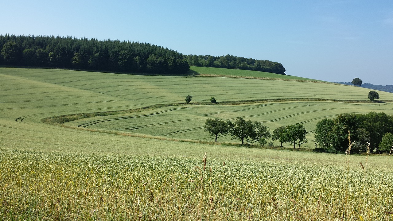 landscape fields wavy free photo