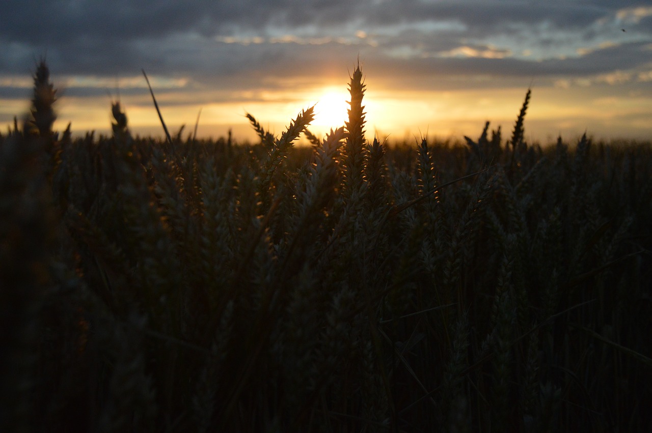 landscape field sky free photo