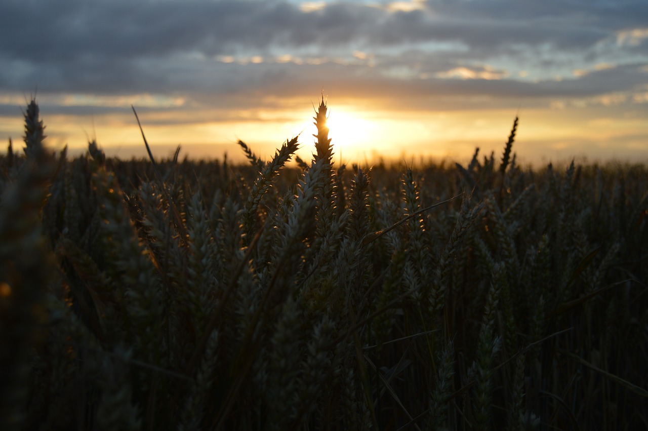 landscape field sky free photo