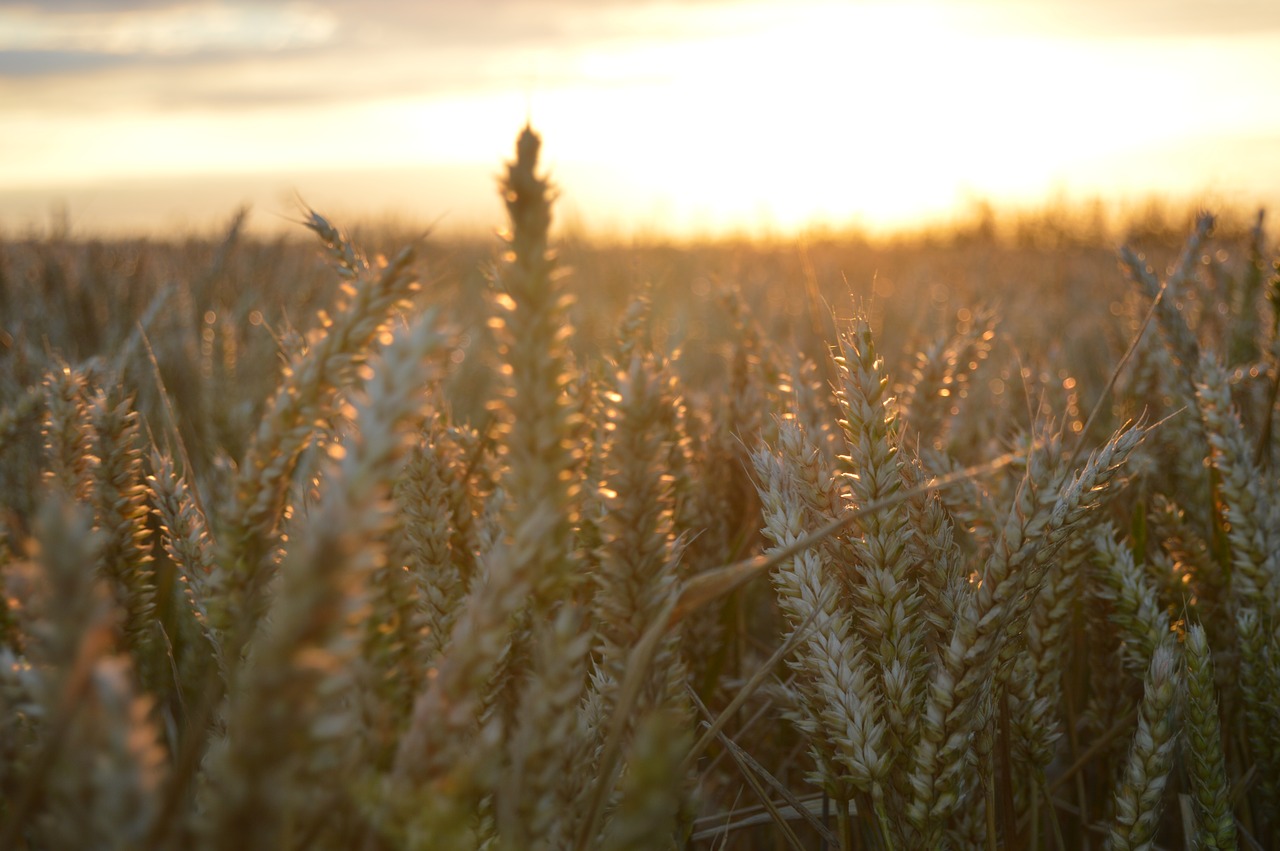 landscape field sky free photo