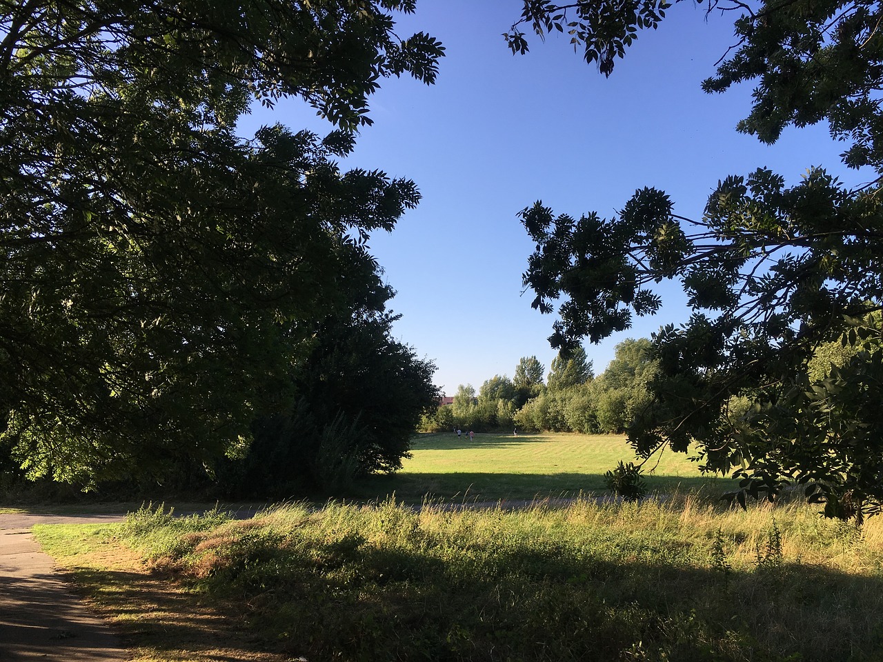 landscape trees blue sky free photo