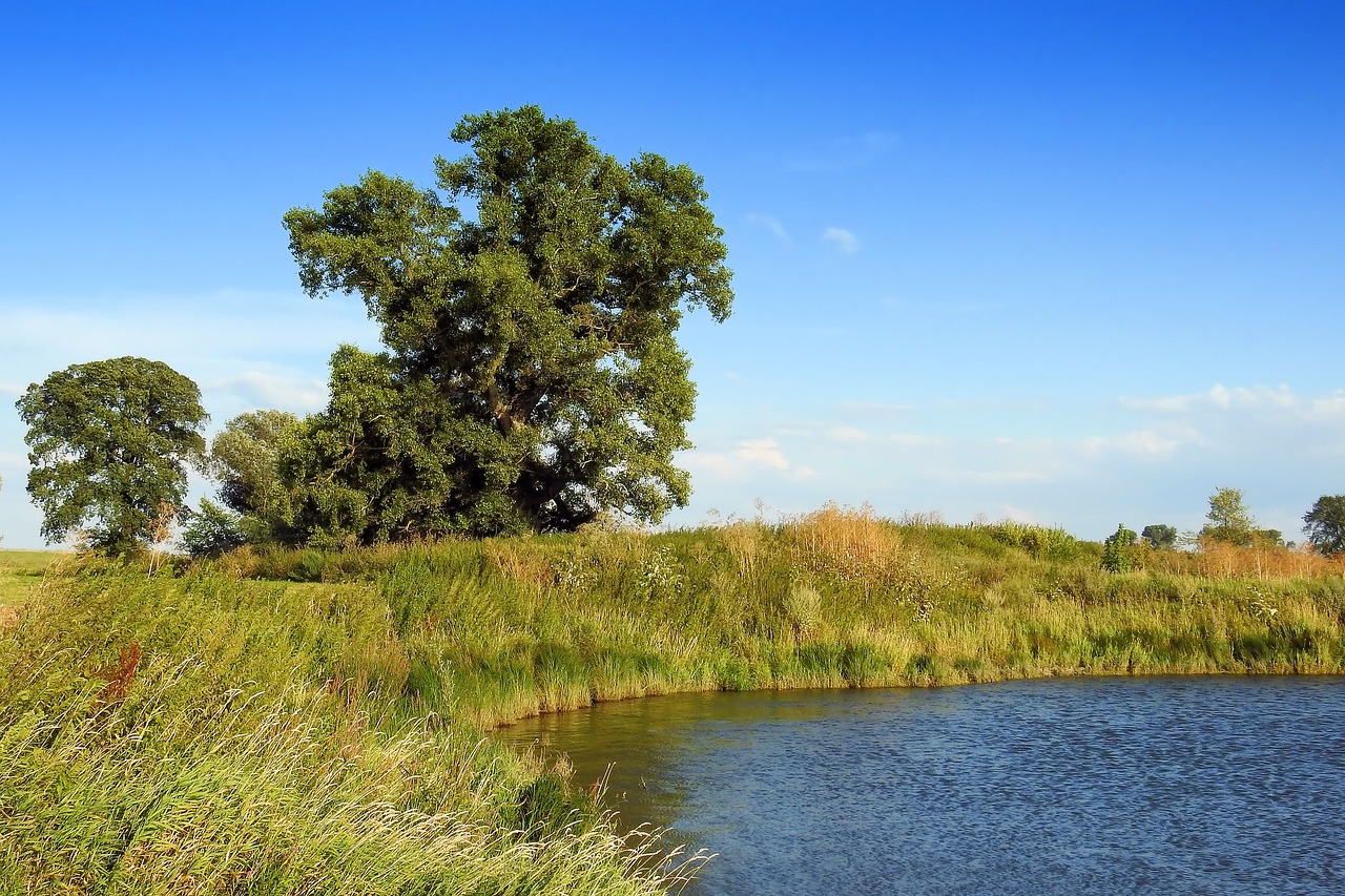 landscape trees bank free photo