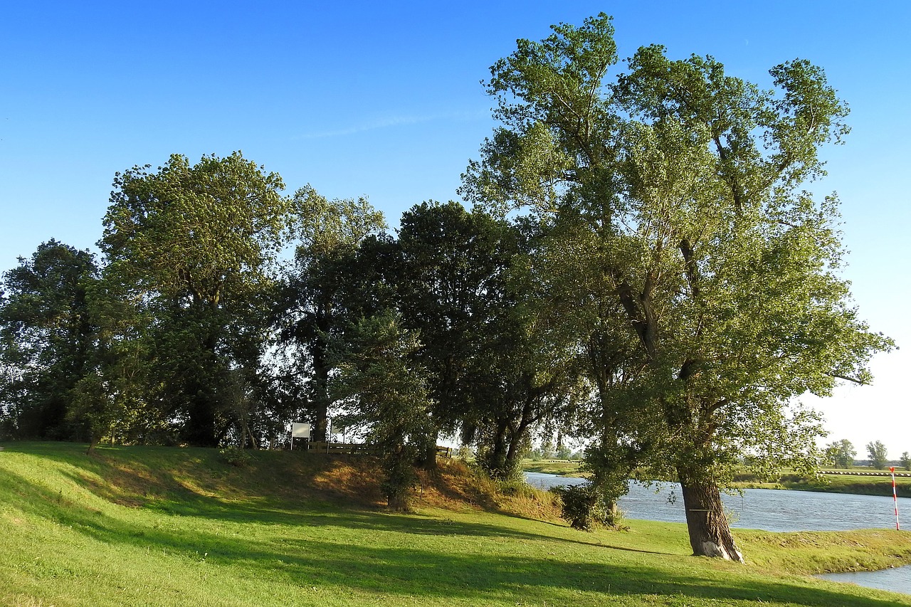 landscape trees river free photo