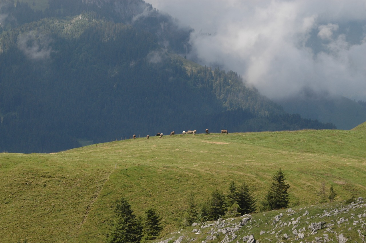 landscape mountains cows free photo