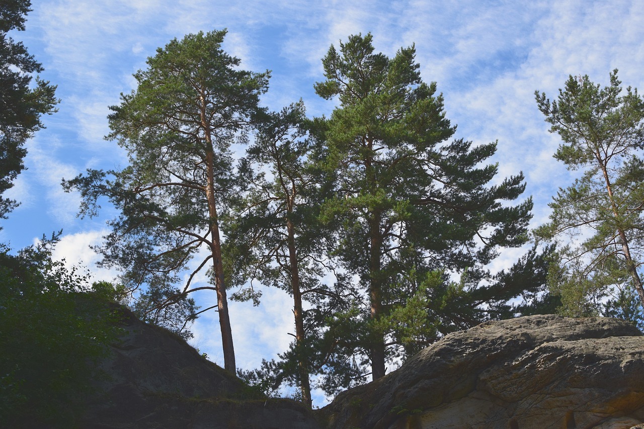 landscape sand stone pine free photo