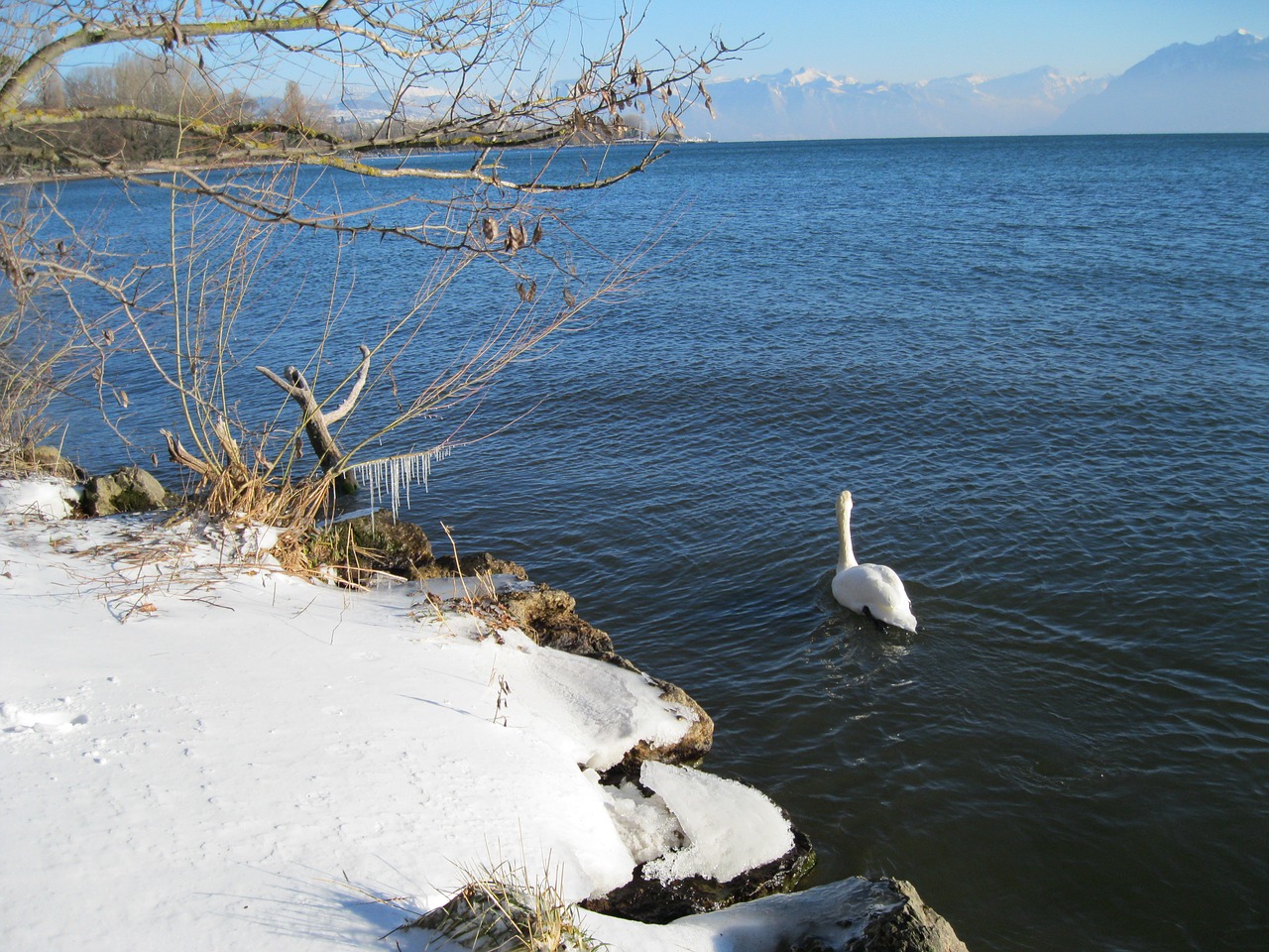 landscape swan snow free photo