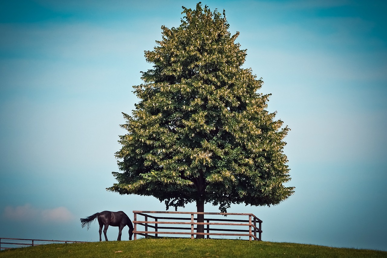 landscape tree nature free photo