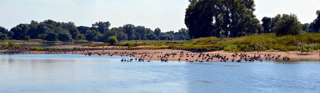 landscape bank wild geese free photo
