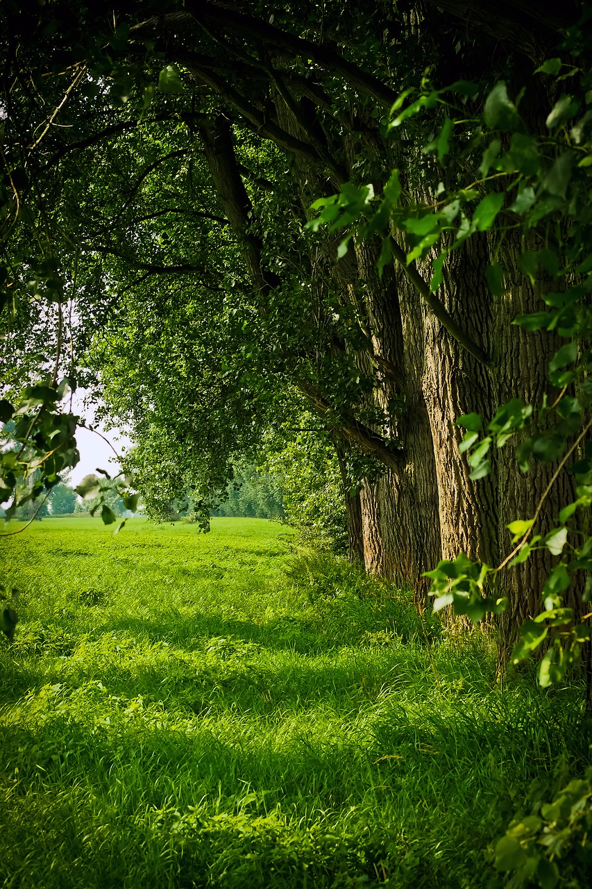 landscape nature forest free photo