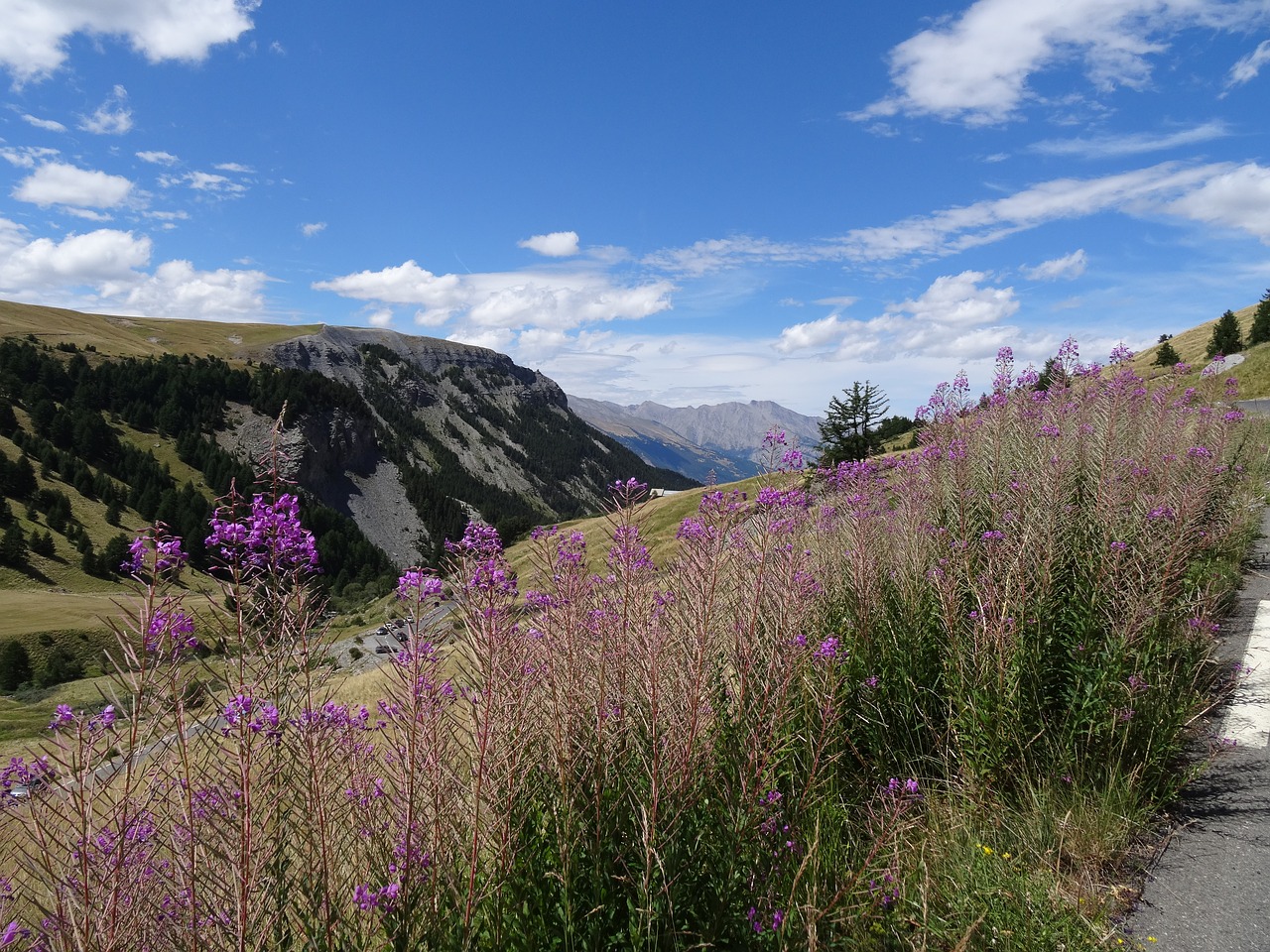 landscape mountain flower free photo