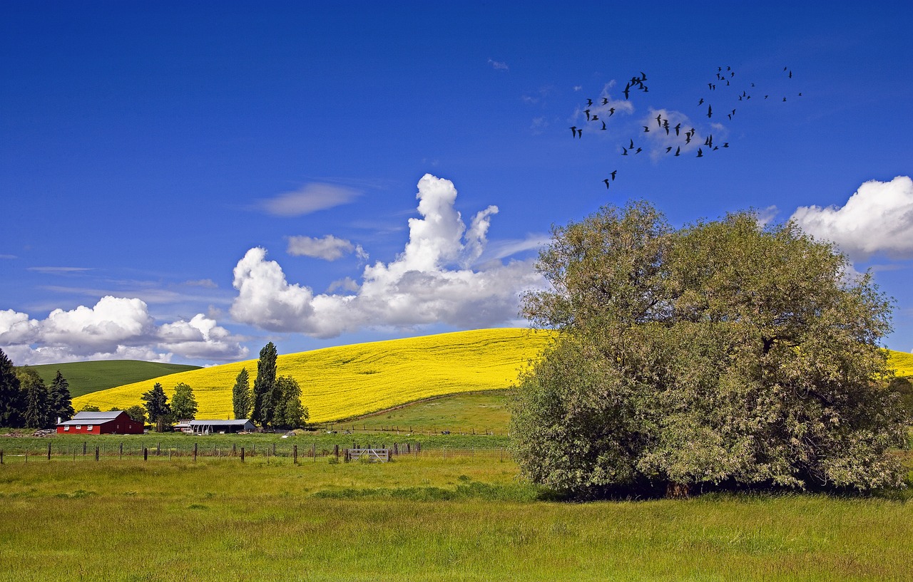 landscape rural farm free photo