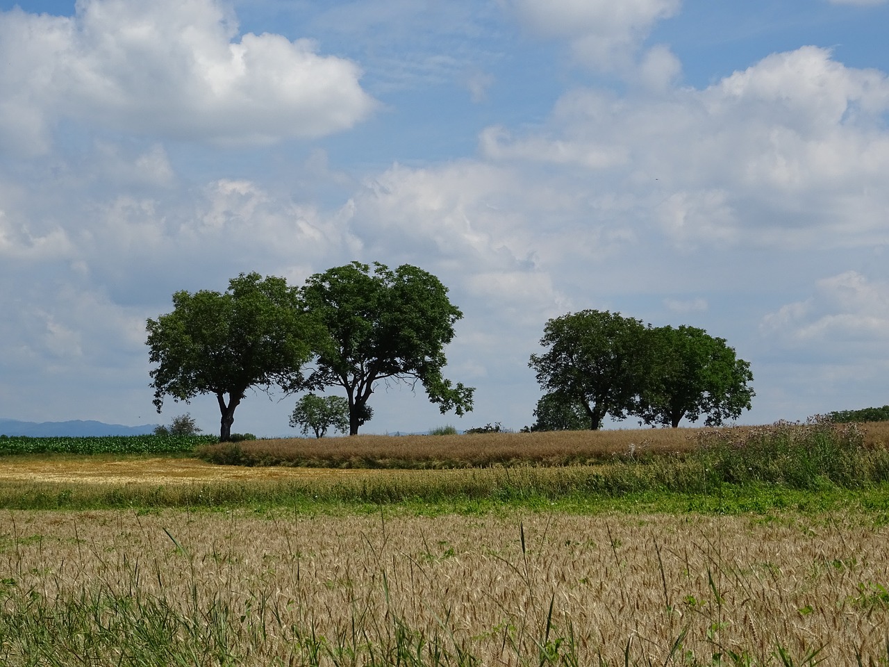 landscape tree nature free photo