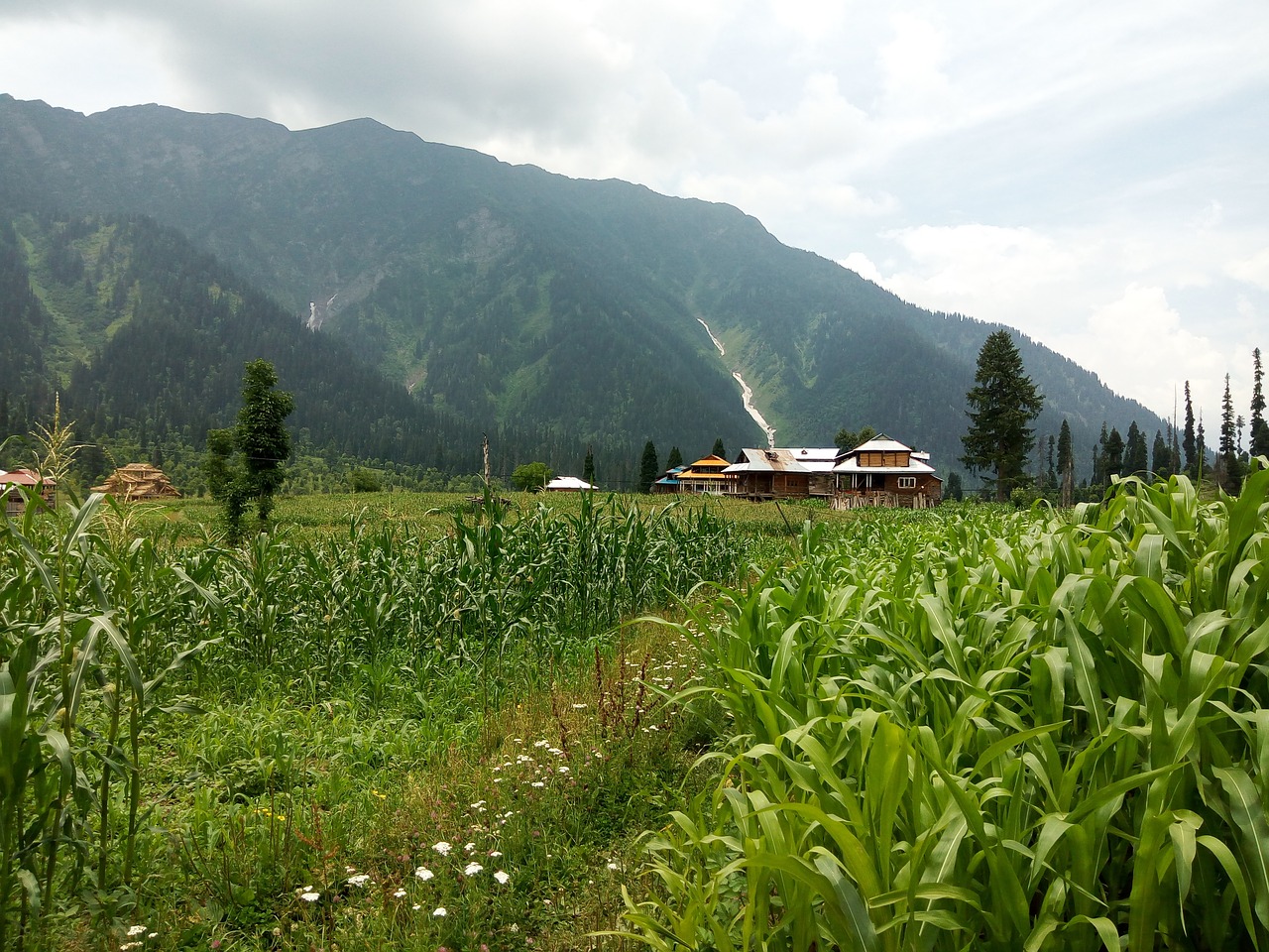 landscape mountains green free photo