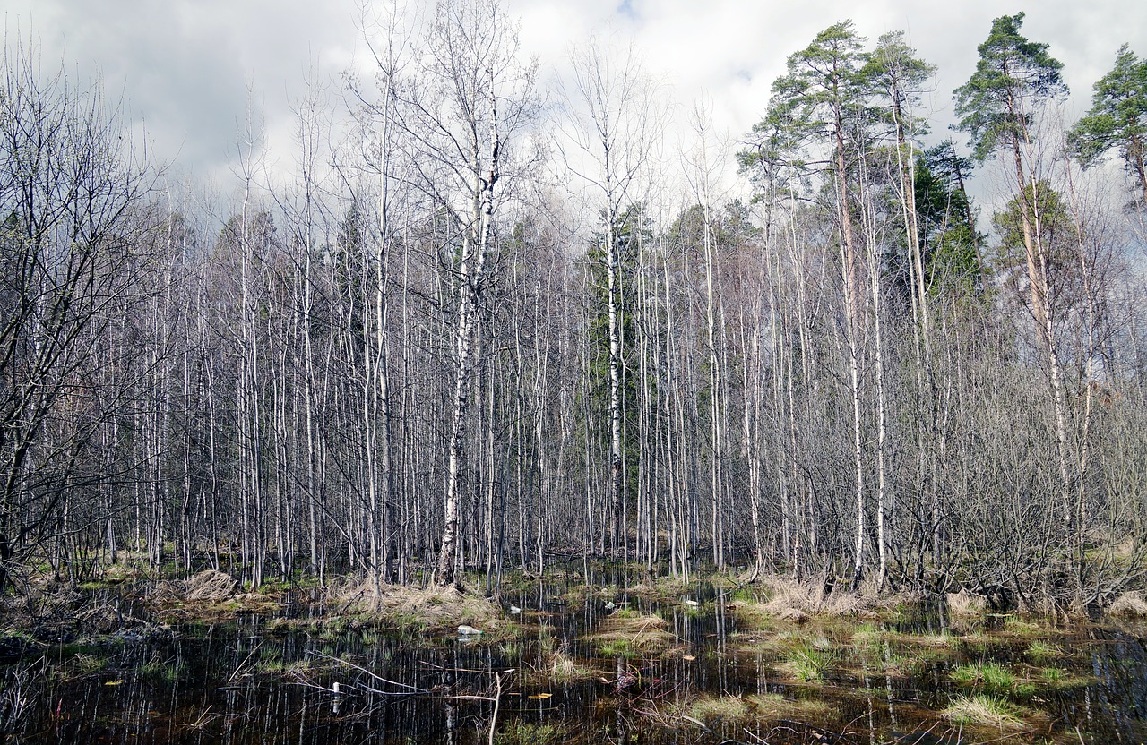 landscape birch autumn day free photo