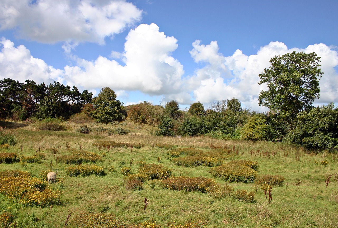 landscape pasture meadow free photo