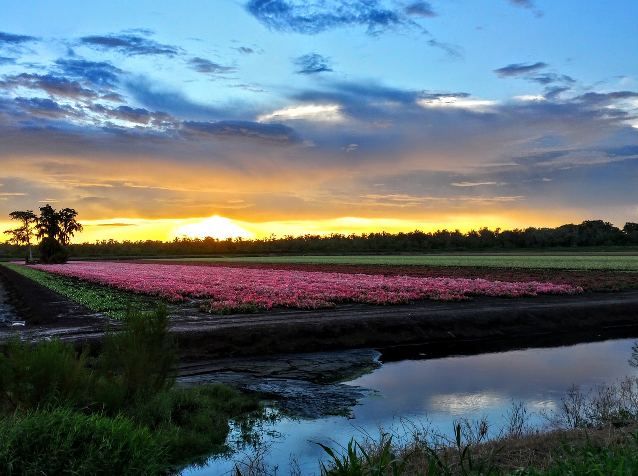 landscape garden flowers free photo