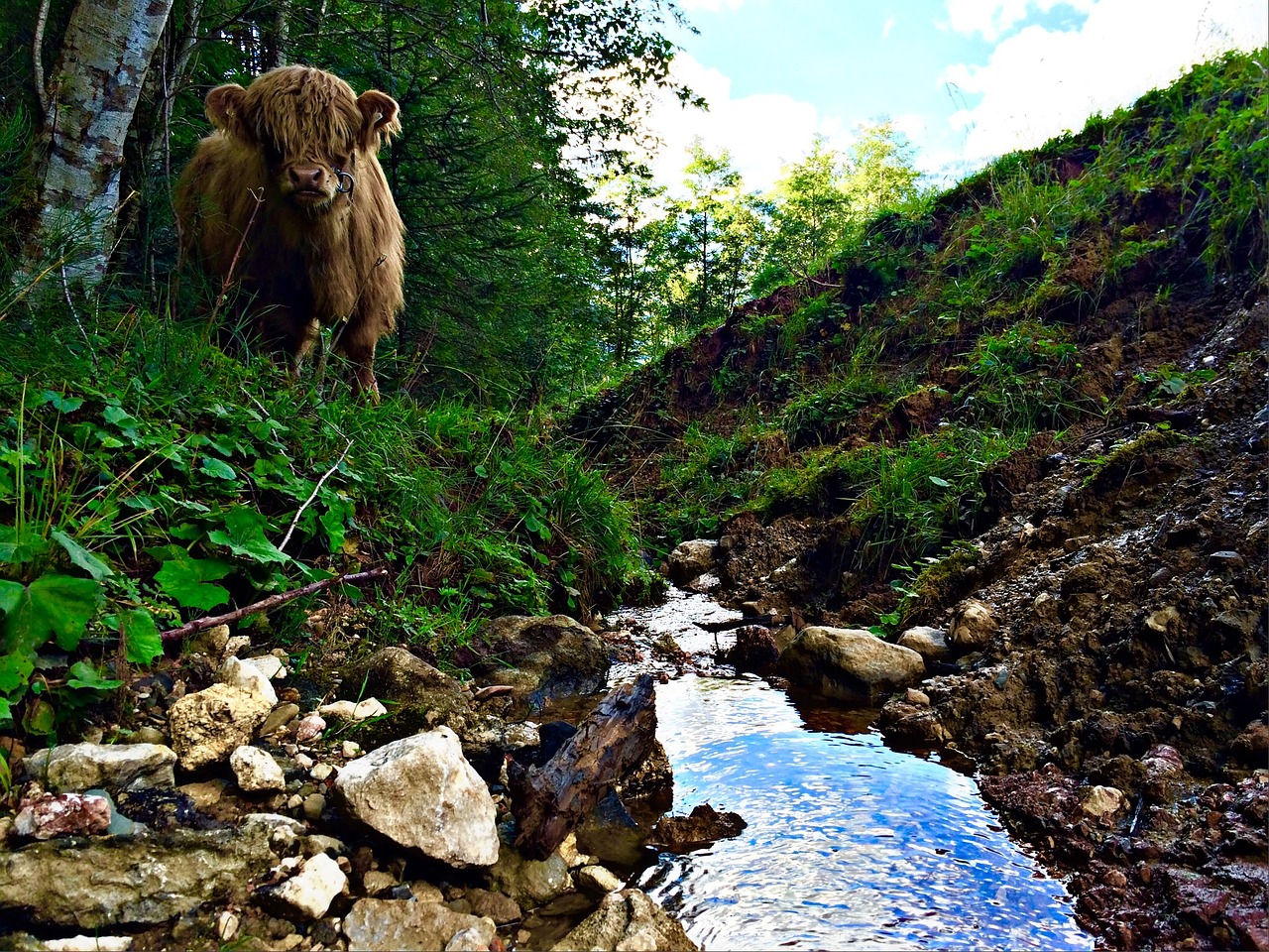 landscape horns shaggy free photo