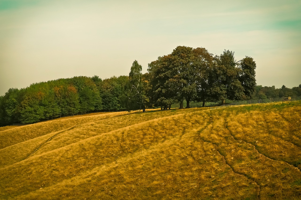 landscape nature meadow free photo