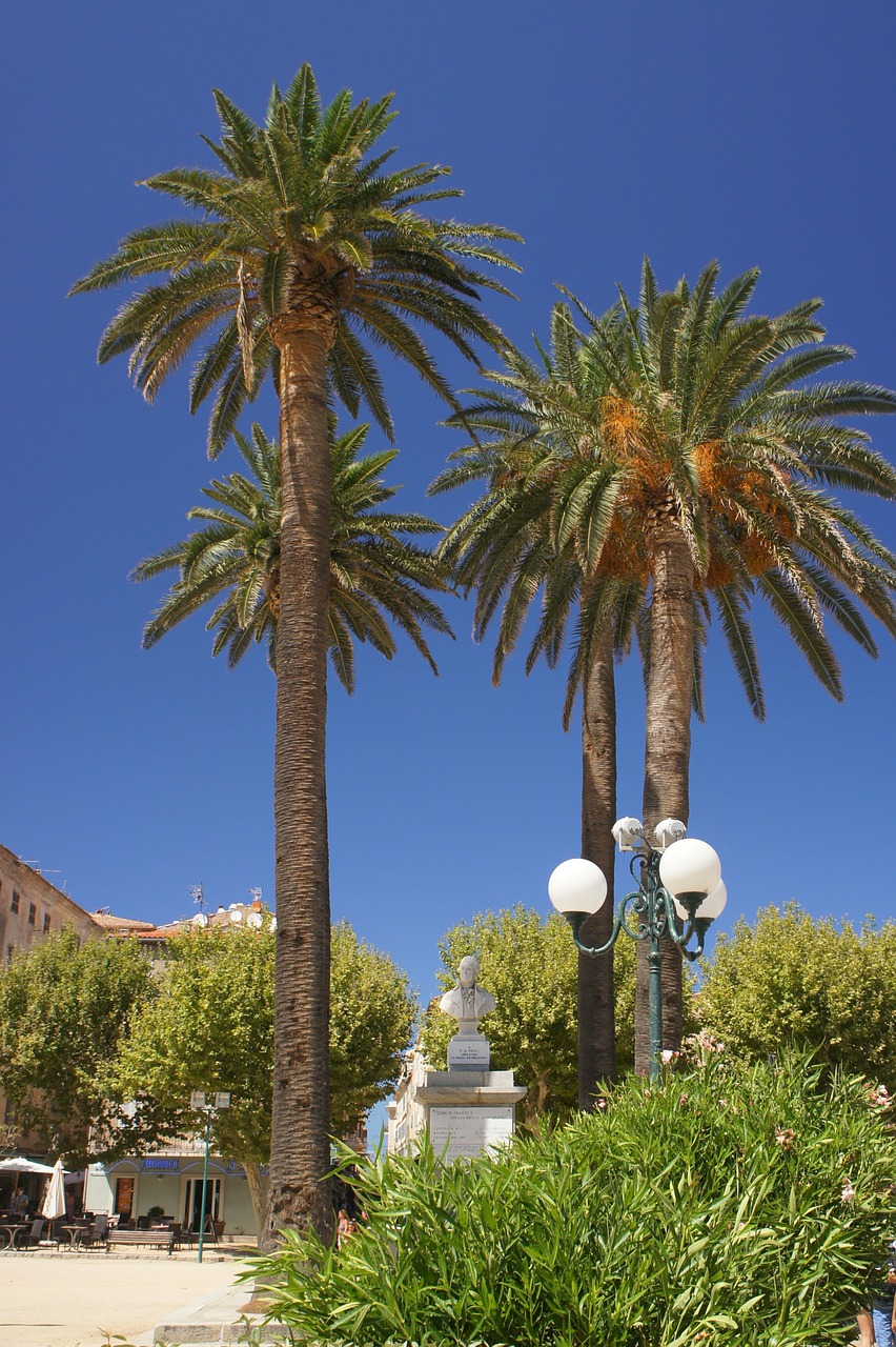landscape palm trees palm tree free photo